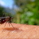 Illustration for article titled New chemical compound could make humans invisible to mosquitoes